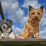 Hundefotos auf einer Brücke