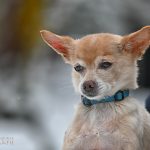 Hundefoto Chihuahua