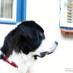 Hundefotografie auf Föhr mit Landseer Hündin