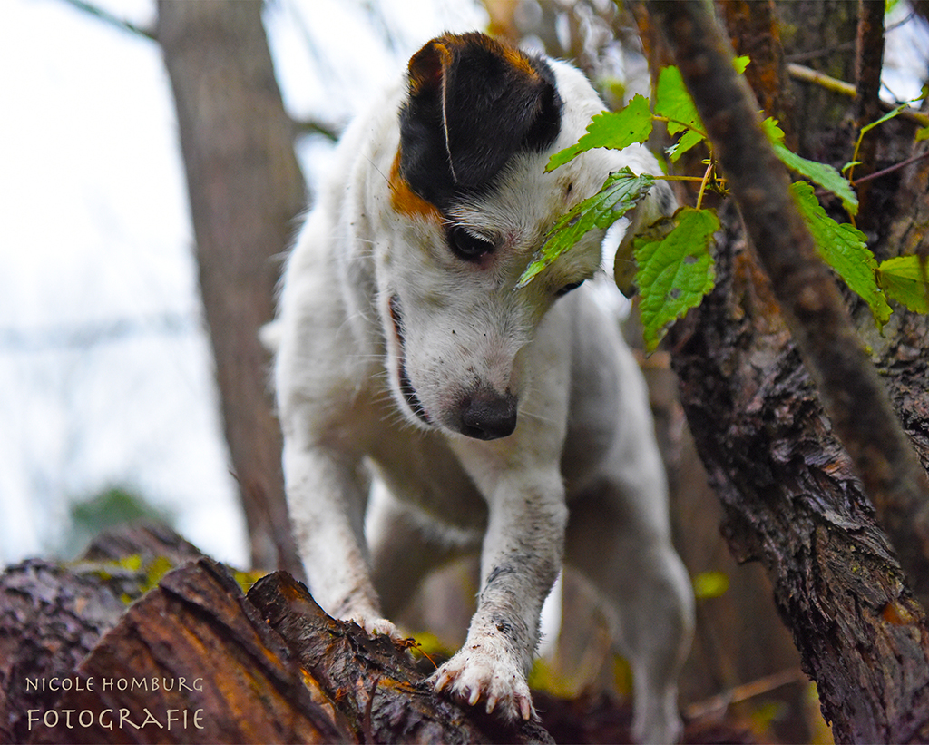 Hundefoto Jack Russel Terrier