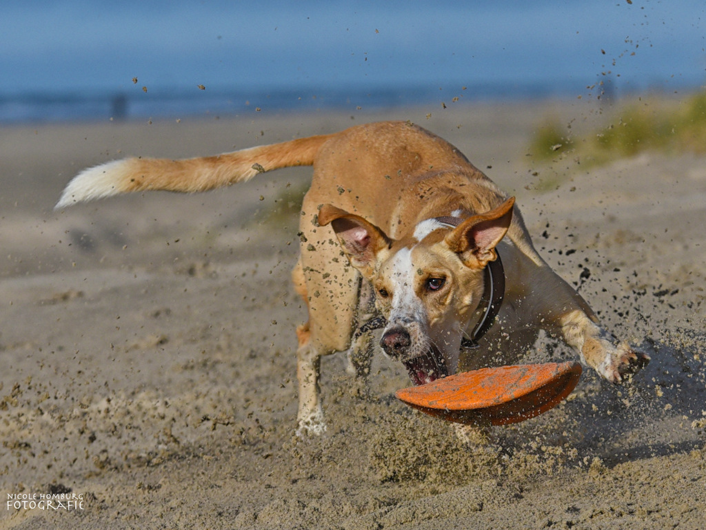 Actionfoto Hund am Strand