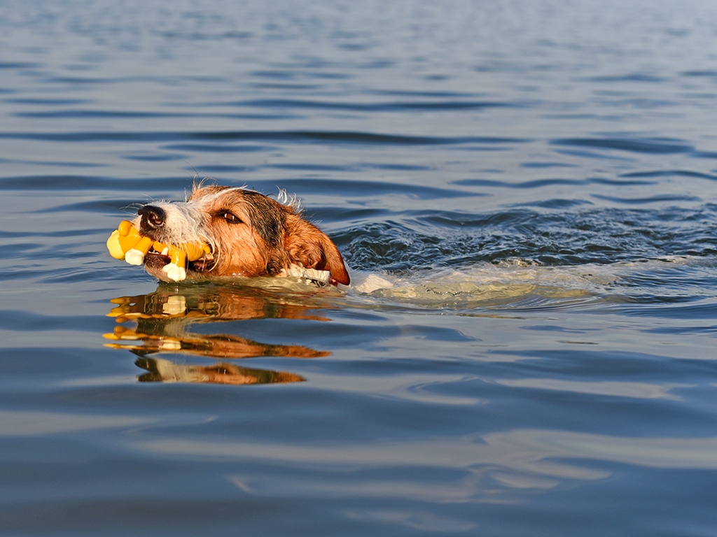Hundefoto Terrier im Wasser